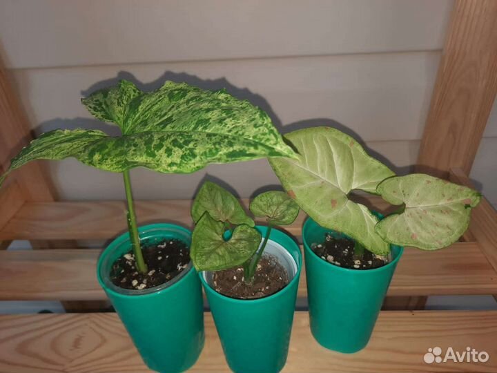 Сингониум набор