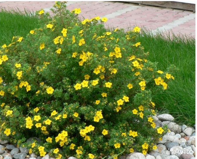 Саженцы садовых растений