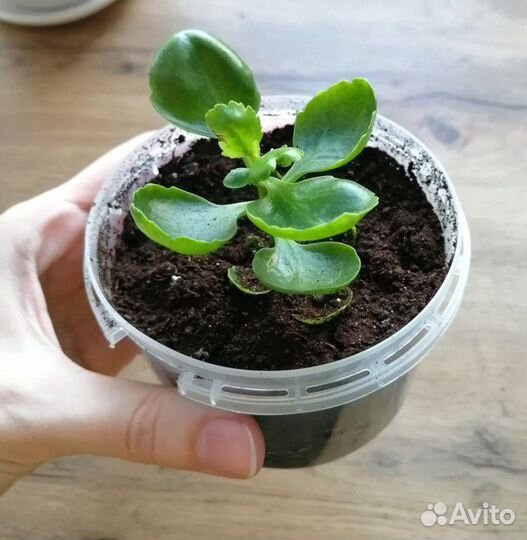 Каланхоэ махровое, 2 сорта