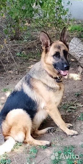 Немецкая овчарка