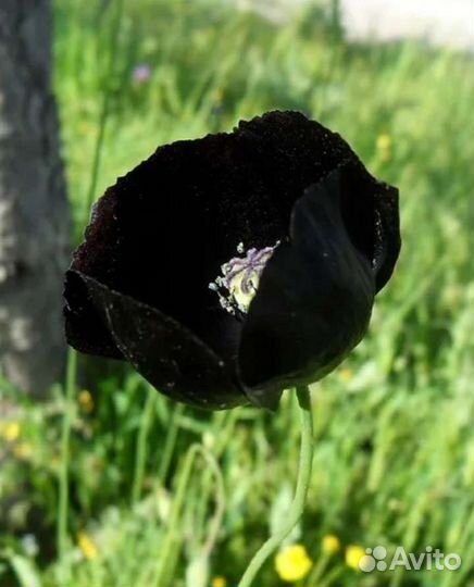 Мак декоративный