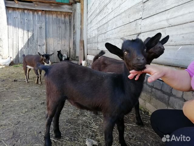 Авито муром животные. Авито муром животные. Авито муром животные. Авито муром животные. Британские котята в муроме.