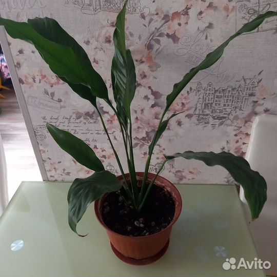 Спатифиллум