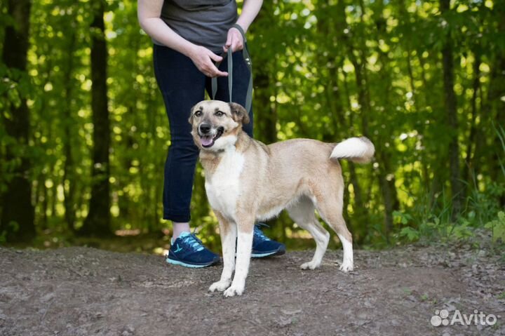 Дина, ей 3 года, стерилизована