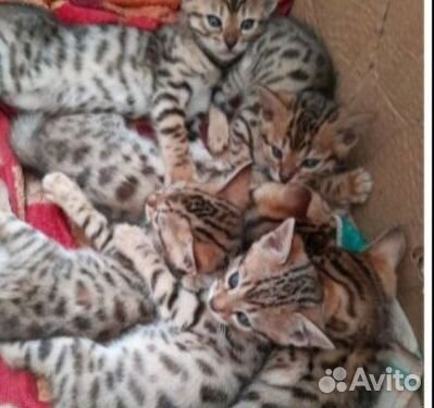 Бенгальский котёнок