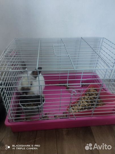 Декоративные кролики в добрые руки