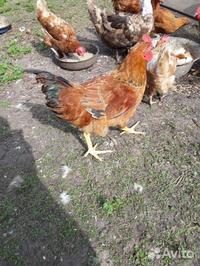 Продам петуха