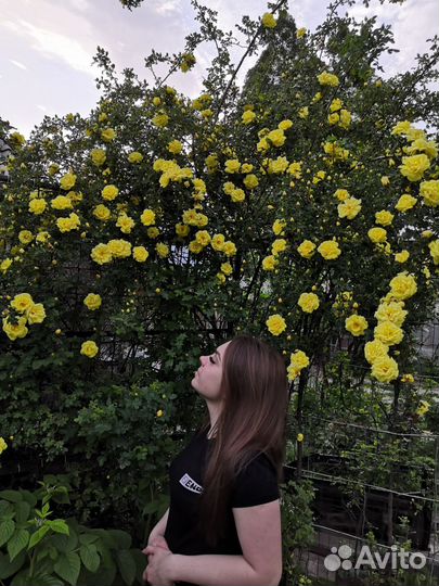 Роза вьющаяся жёлтая