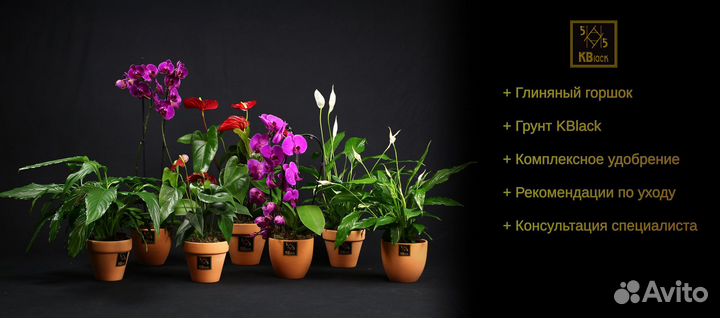 Комнатные цветы цветущие