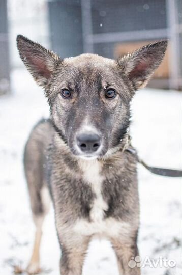 Собака в добрые руки отдам бесплатно