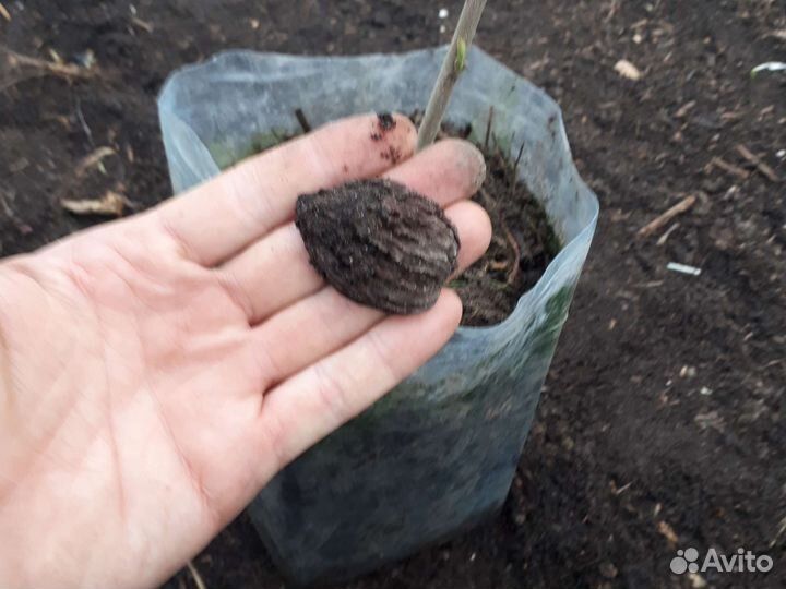 Серый орех 2х летка