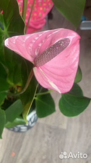 Комнатные цветы антуриум cavalli