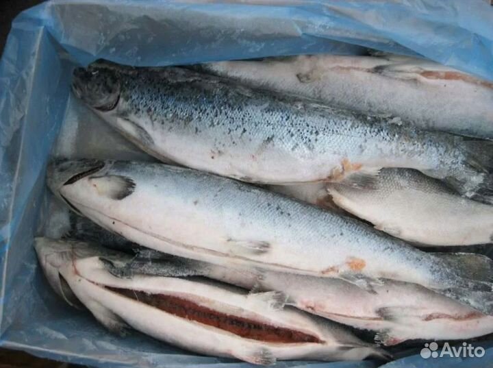 Готовый бизнес Магазин рыбы в центре