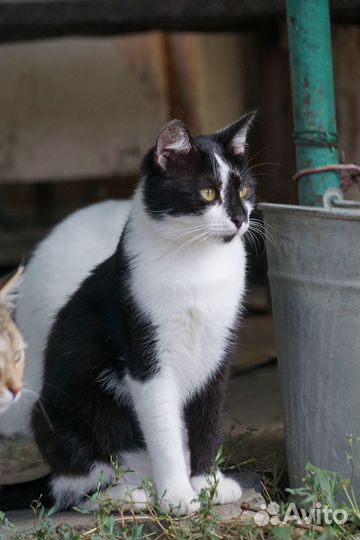 Черный и черно-белый котики ищут любящих хозяев