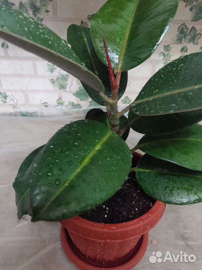 Фикус каучуконосный