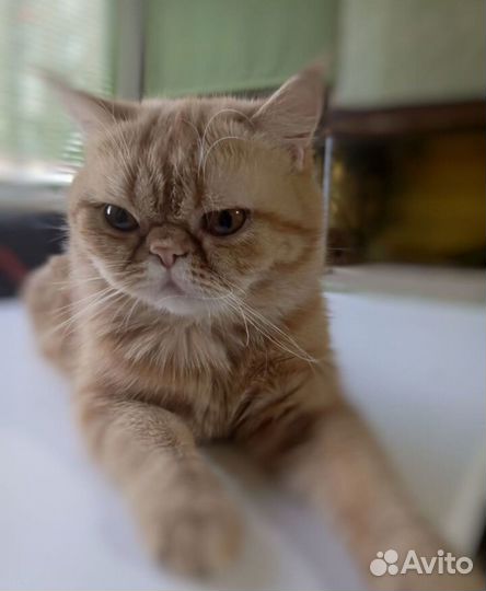 Отдам кошечку