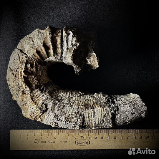 Аммонит гетероморфный окаменелость ископаемое
