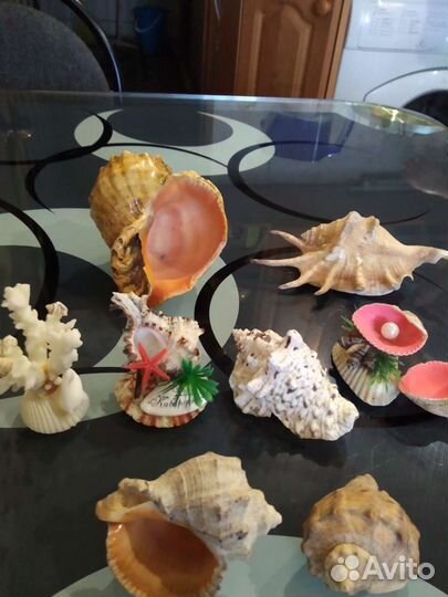 Морские ракушки