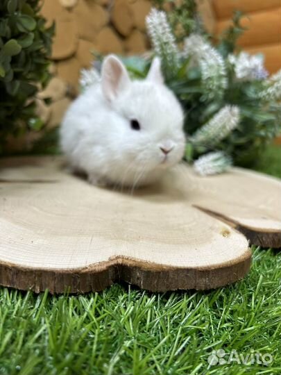 Карликовый кролик породы Гермелин из питомника