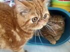 Красный мрамор котик Гарфилд объявление продам