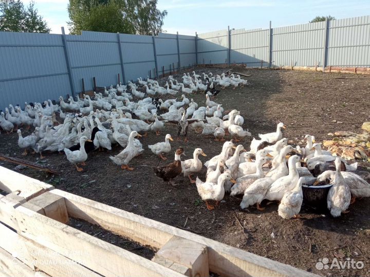 Утки на мясо. Село Красное