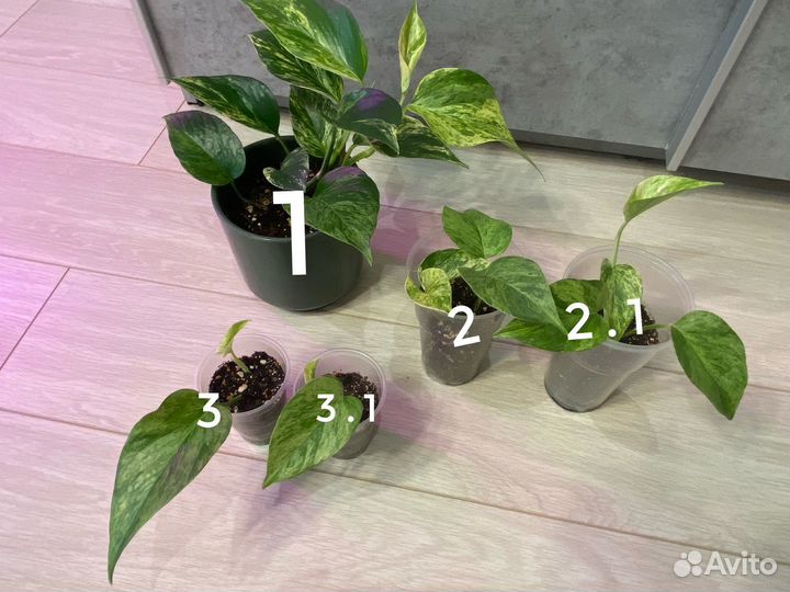 Эпипремнум марбл квин сциндапсус ароидные