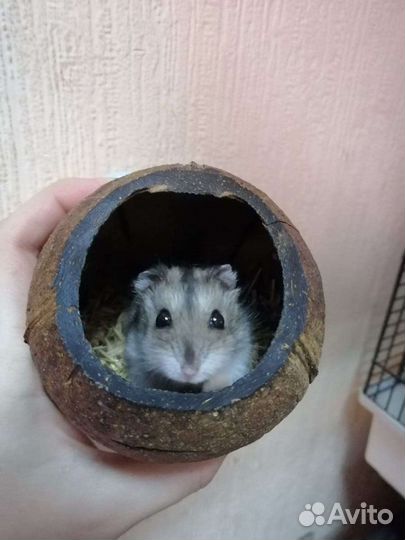 Джунгарский хомячок