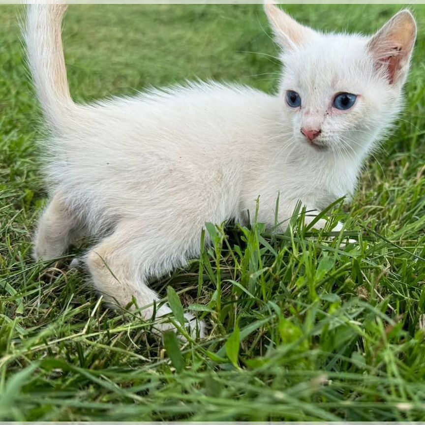 3 бездомные маленькие котята