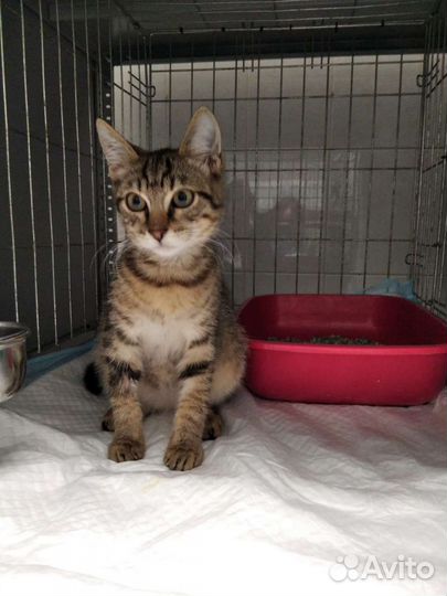 Кошка в дар бесплатно