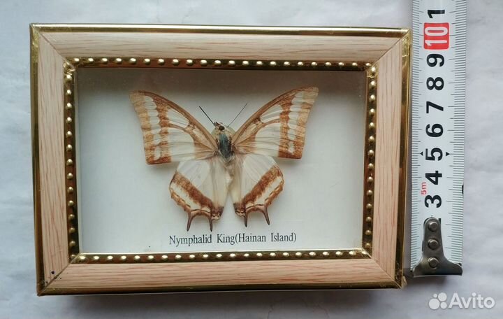 Бабочка в рамке под стеклом Nymphalid King 15х10см