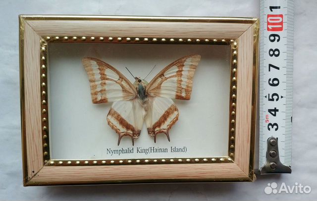 Бабочка в рамке под стеклом Nymphalid King 15х10см