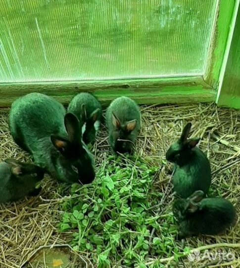 Кролики мясных пород 1,5 месяца