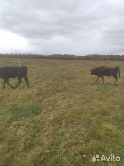 Коровы и телки бычки