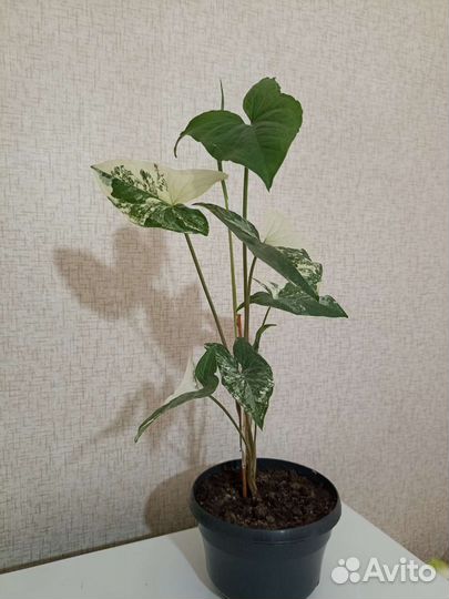 Продам цветы комнатные