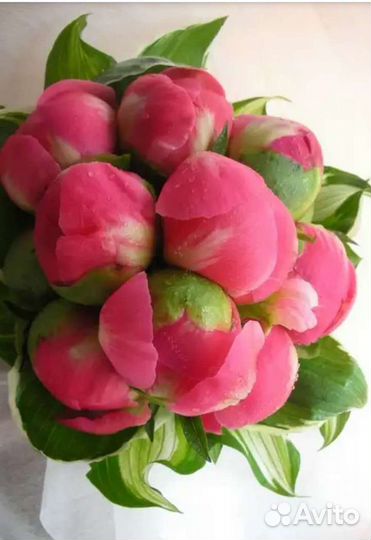 Пионы клубни