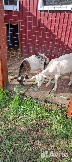 Продам породистых козлят(мальчик девочка)
