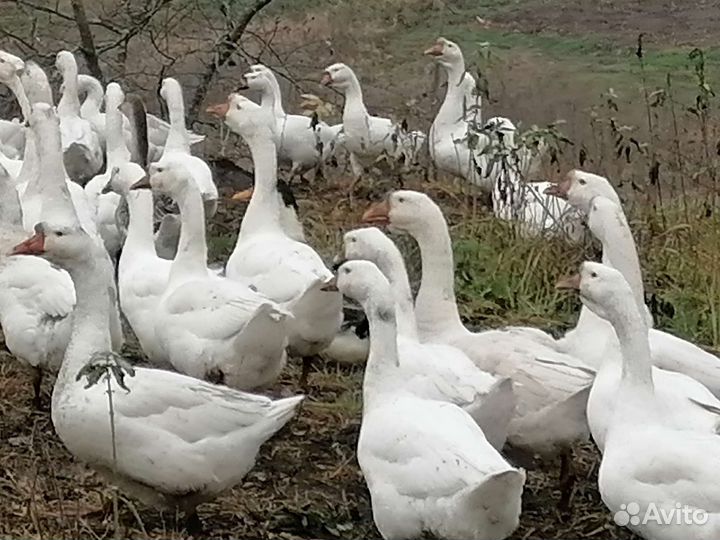 Гуси, утки, хряк производитель
