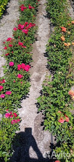 Кустовые розы саженцы