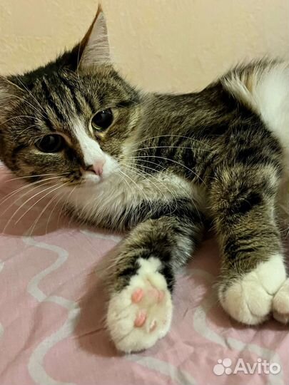 Европейская