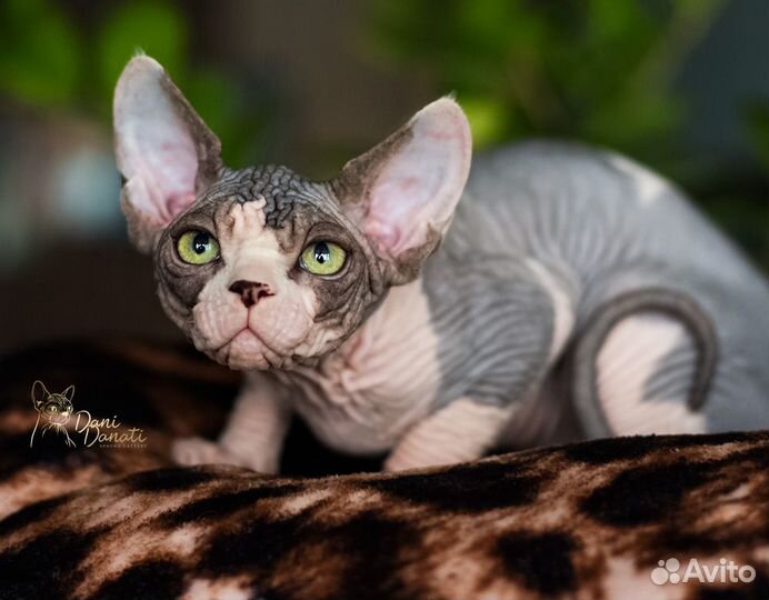 Шикарный котик сфинкс