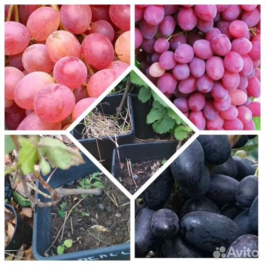 Саженцы Винограда Ультраранних сортов для Перми