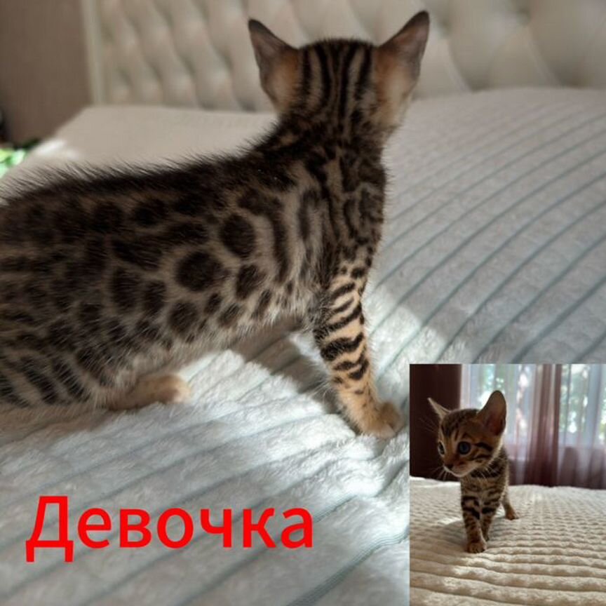 Бенгальские котята