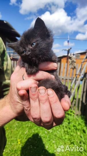 Котенок в дар