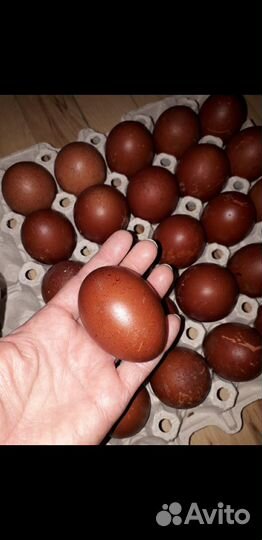 Циплята и яйца