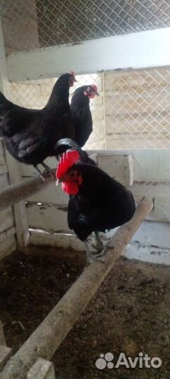 Куры и Петухи синь синь дянь