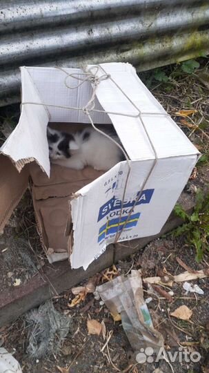 Котенок на улице. нужна передержка