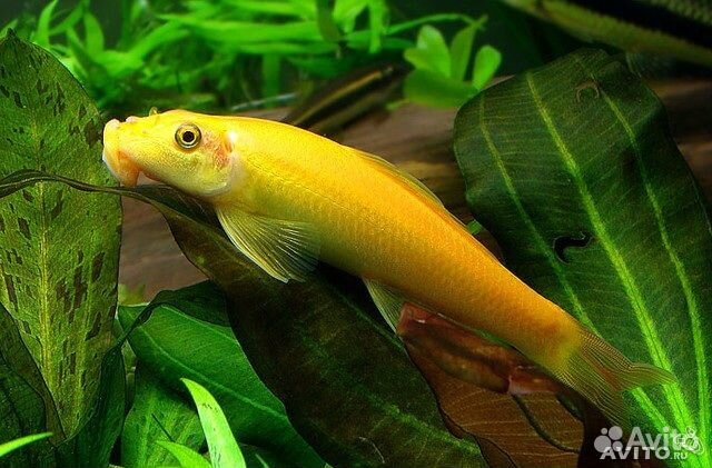 Неон голубой и большое количество других рыб