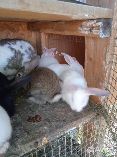 Продаю кроликов