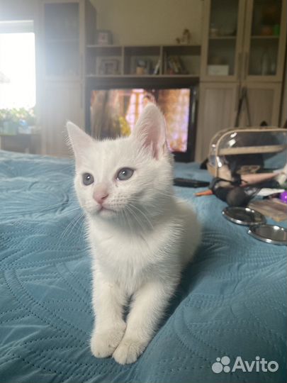 Котенок девочка