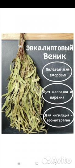 Эвкалипт серебристый Абхазия веники